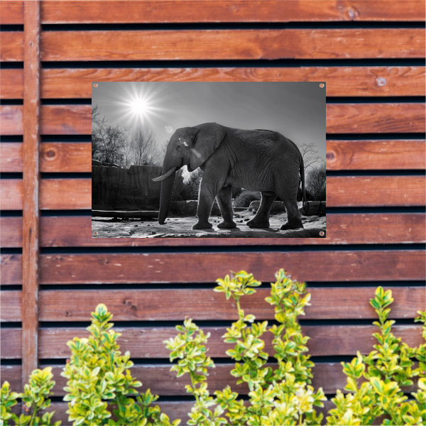 Olifant in Afrikaans landschap tuinposter