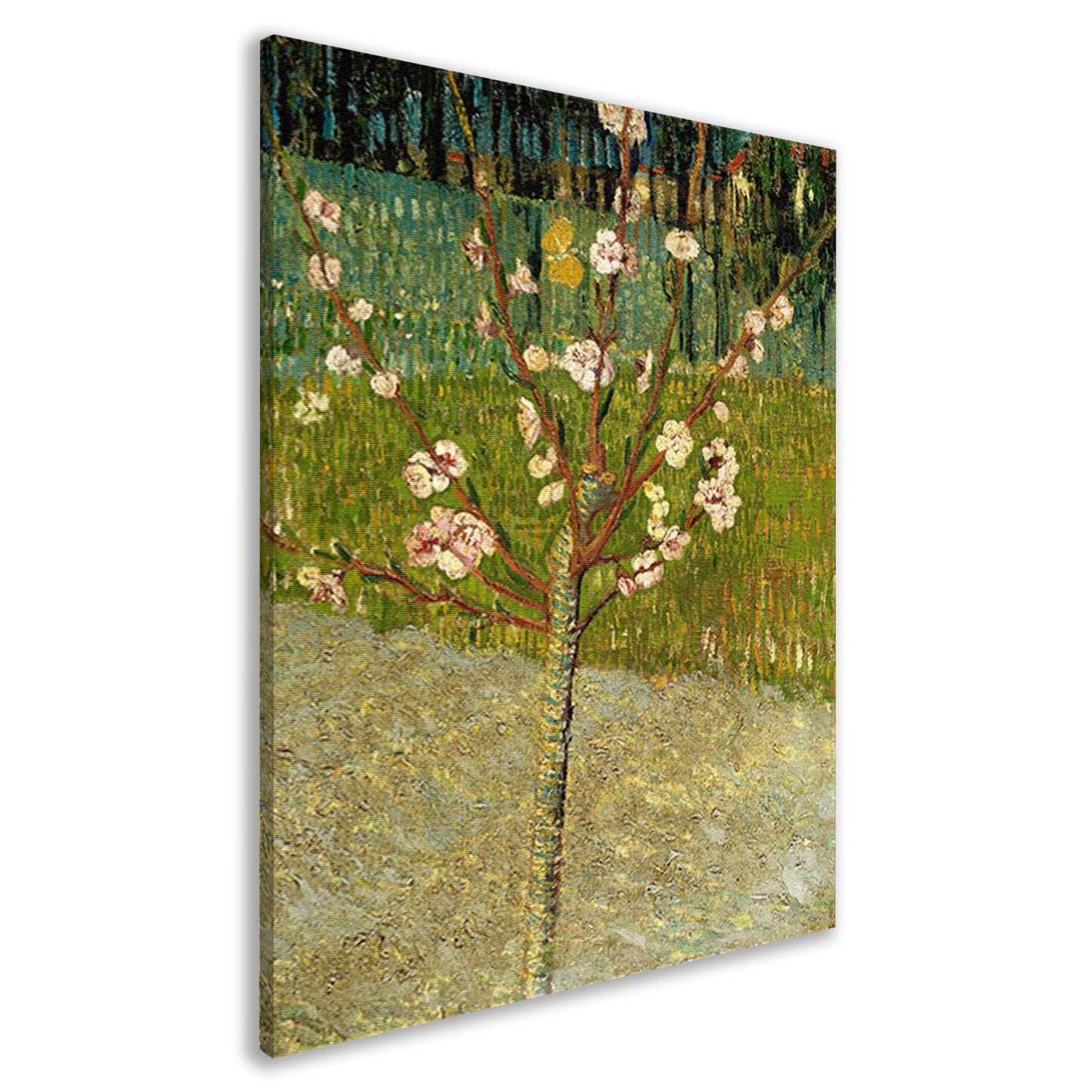 Amandelboom in bloei - Vincent van Gogh canvas