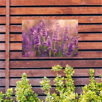 Betoverende zonsondergang over een lavendelveld tuinposter