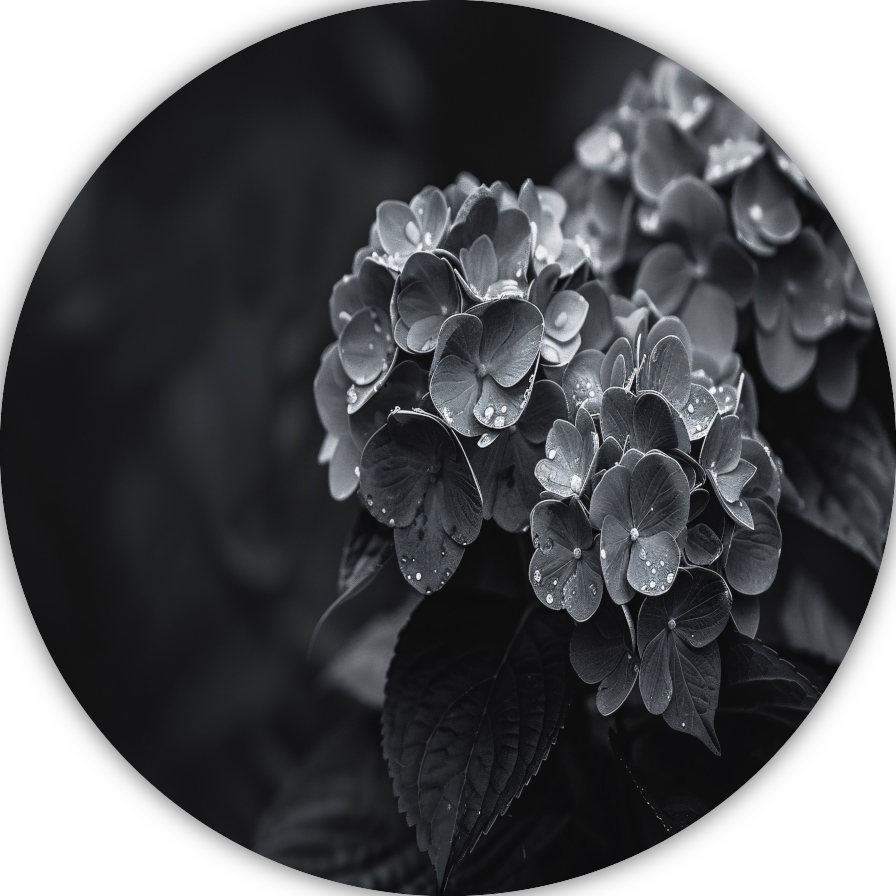 Hydrangeas in Vaas aluminium muurcirkel
