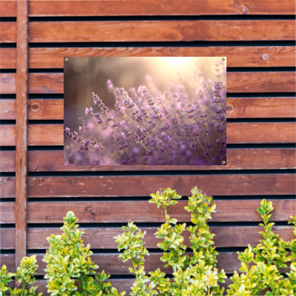 Betoverende lavendelvelden badend in zonlicht tuinposter