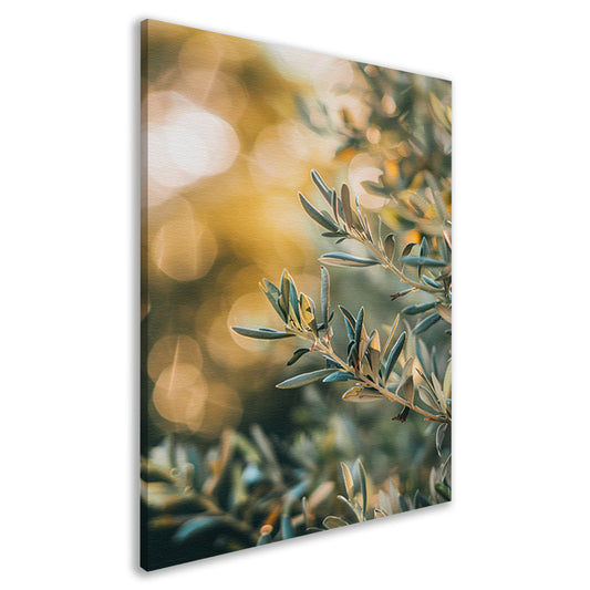 Olijftak in Zomerzonlicht canvas