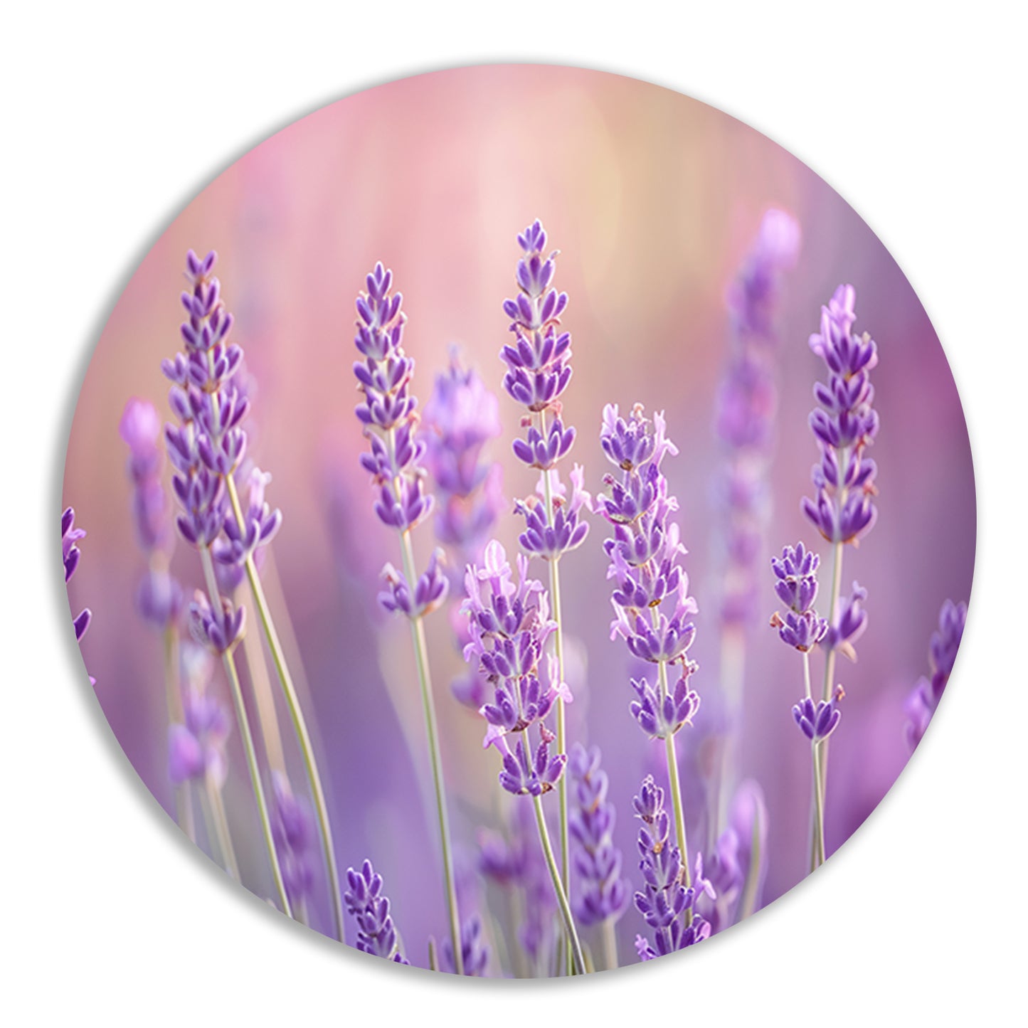 Betoverende lavendelvelden in zachte pasteltinten forex muurcirkel