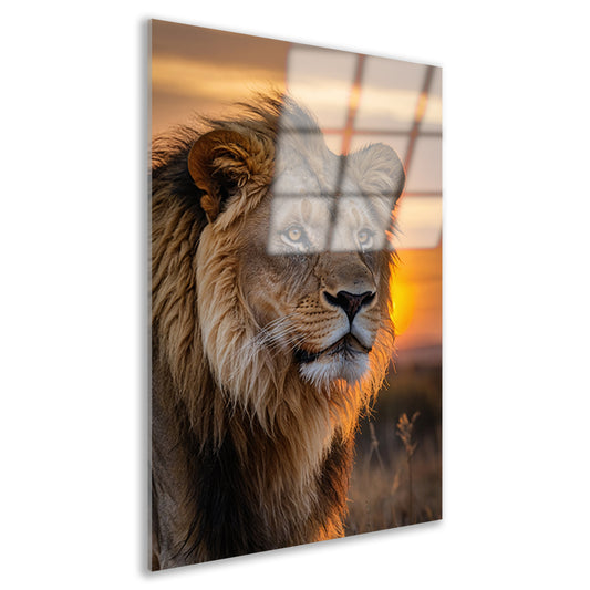 Majestueuze leeuw bij zonsondergang acrylglas