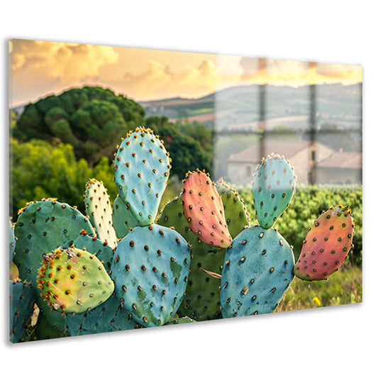 Kleurrijke cactus in Toscaanse zonsondergang acrylglas