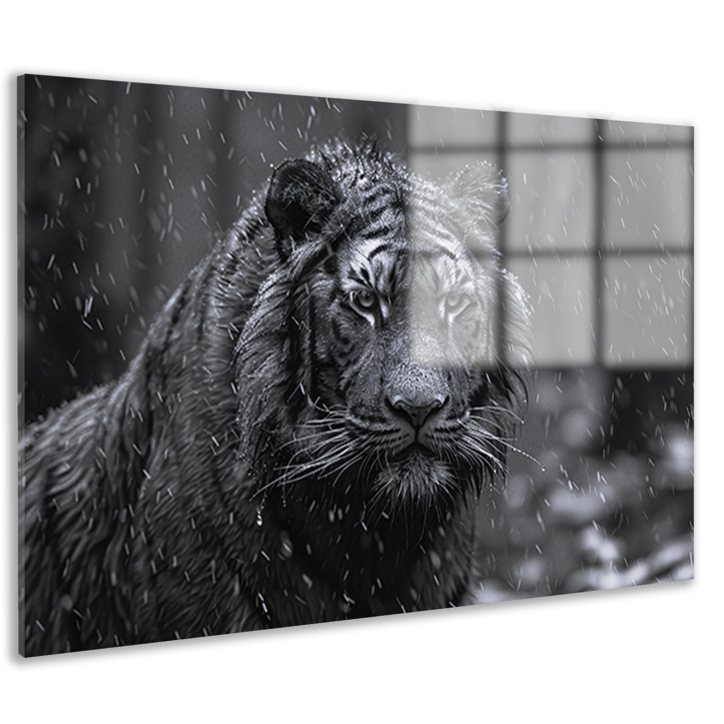 Majestueuze tijger in de regen acrylglas