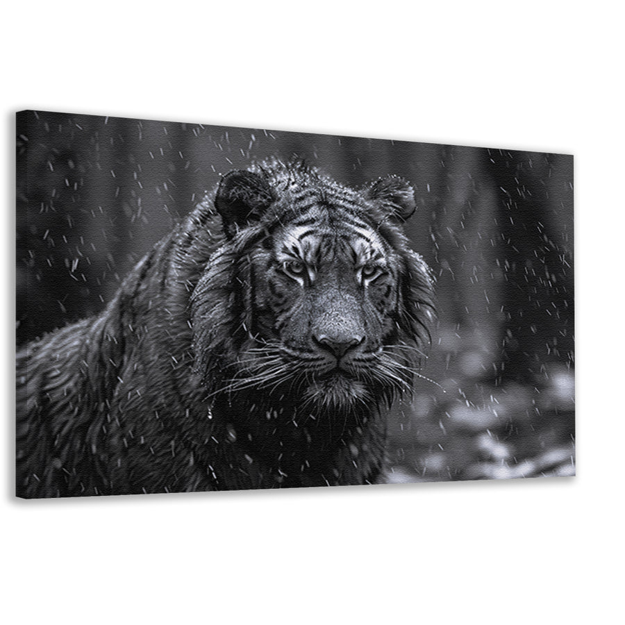 Majestueuze tijger in de regen canvas