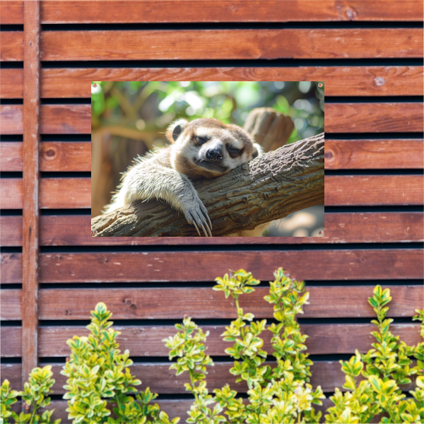 Vreedzame luiaard slapend in het zonlicht tuinposter