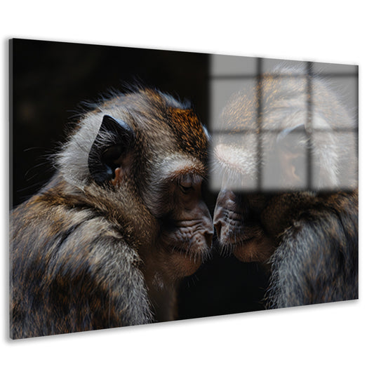 Twee apen in intense confrontatie acrylglas
