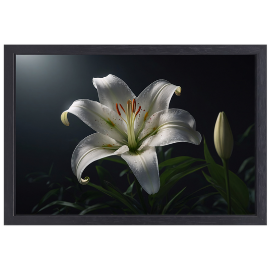 Elegante Witte Lelie met Waterdruppels canvas met baklijst