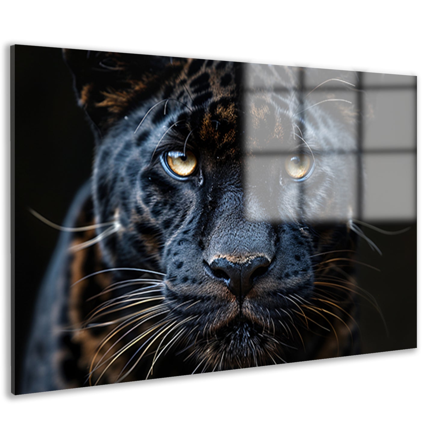 Zwarte panter: Intense blik acrylglas