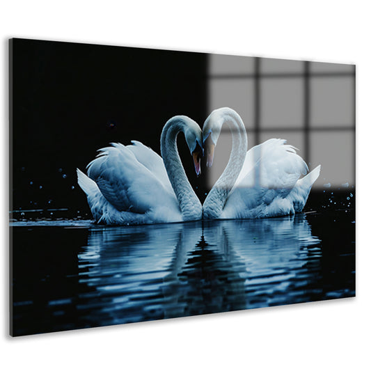 Twee zwanen in hartvorm op water acrylglas