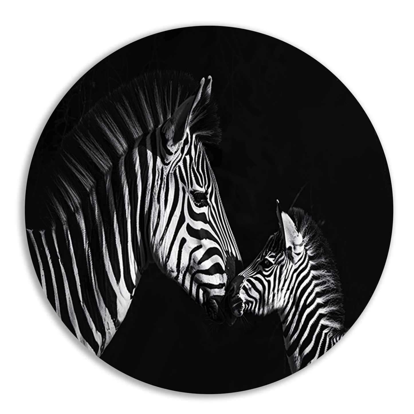 Zebra en jong in zwart-wit foto forex muurcirkel