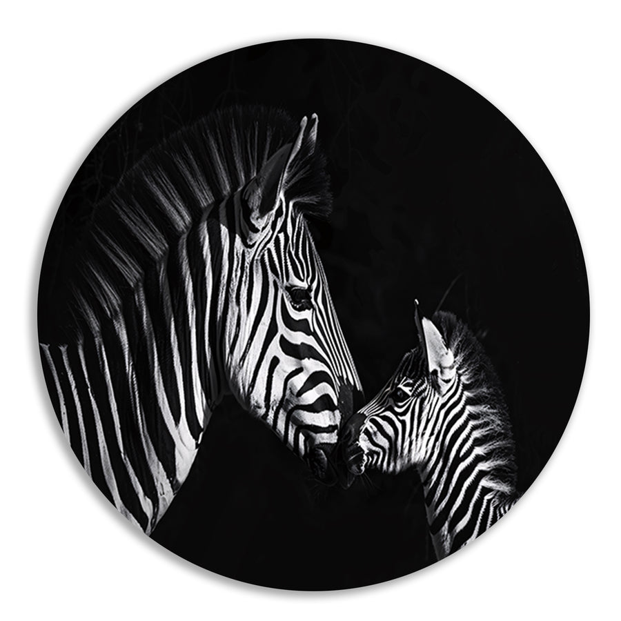 Zebra en jong in zwart-wit foto forex muurcirkel