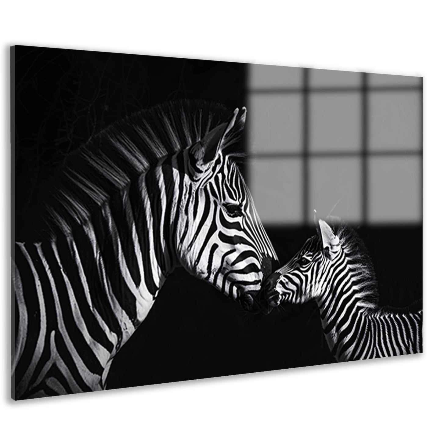 Zebra en jong in zwart-wit foto acrylglas