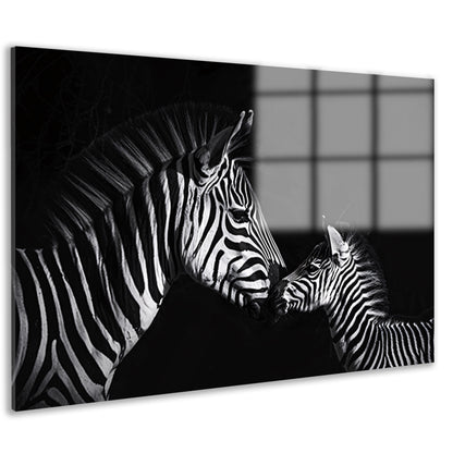 Zebra en jong in zwart-wit foto acrylglas