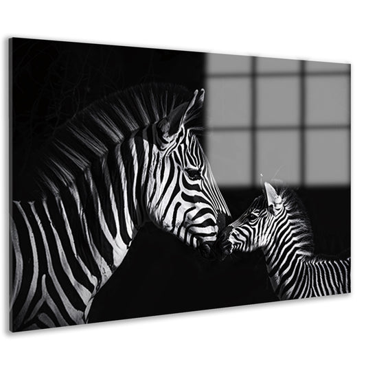 Zebra en jong in zwart-wit foto acrylglas