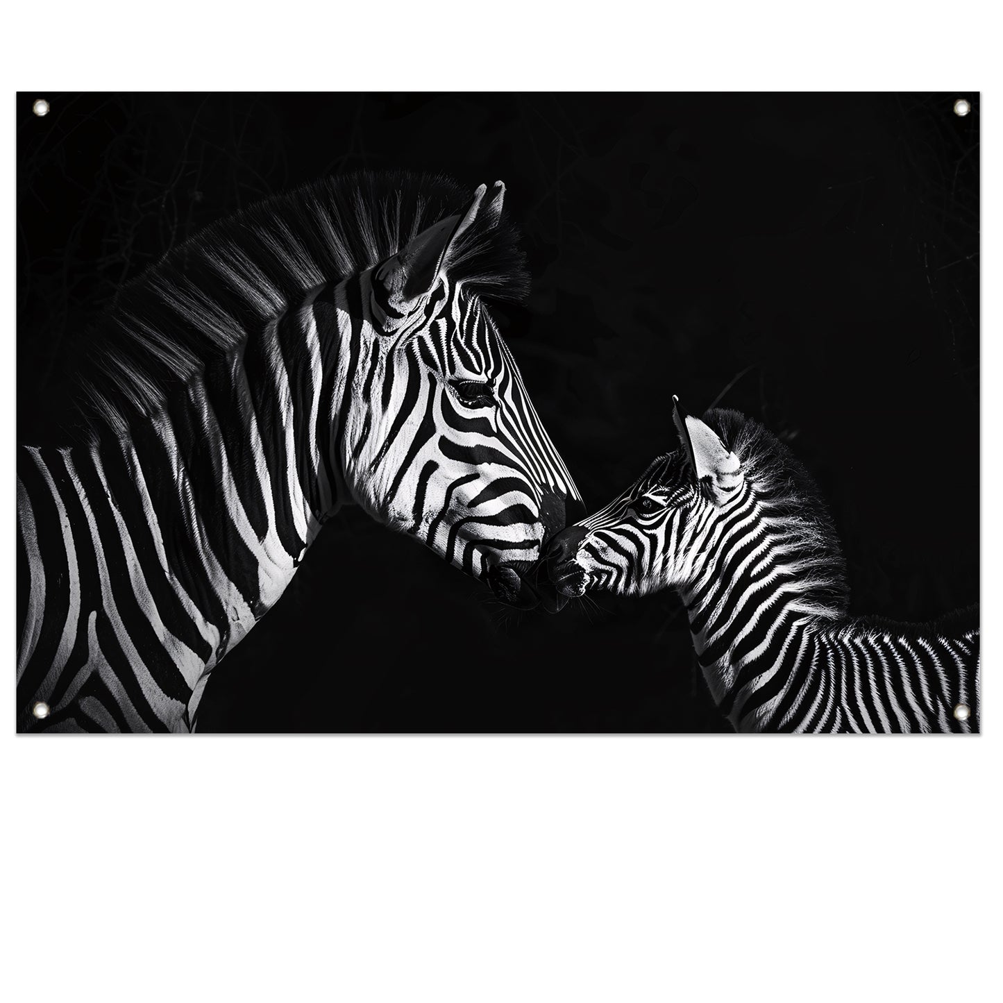 Zebra en jong in zwart-wit foto tuinposter