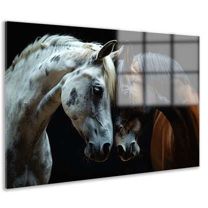 Twee paarden in een donkere omgeving acrylglas