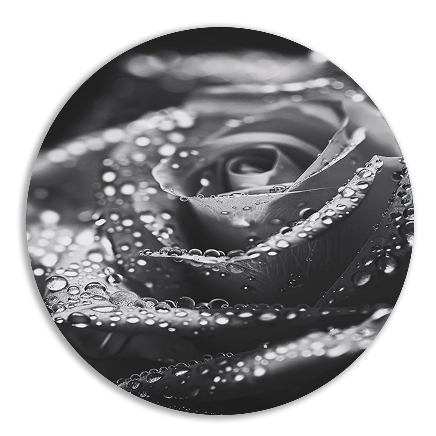 Zwart-witte roos met waterdruppels in close-up aluminium muurcirkel