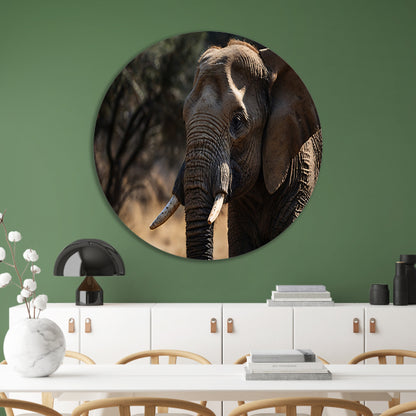 Prachtige close-up foto van een olifant forex muurcirkel