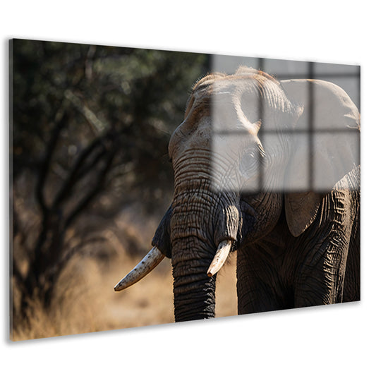 Prachtige close-up foto van een olifant acrylglas