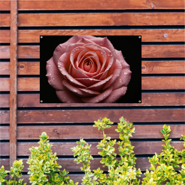 Roze Roos met Dauwdruppels op Zwart tuinposter