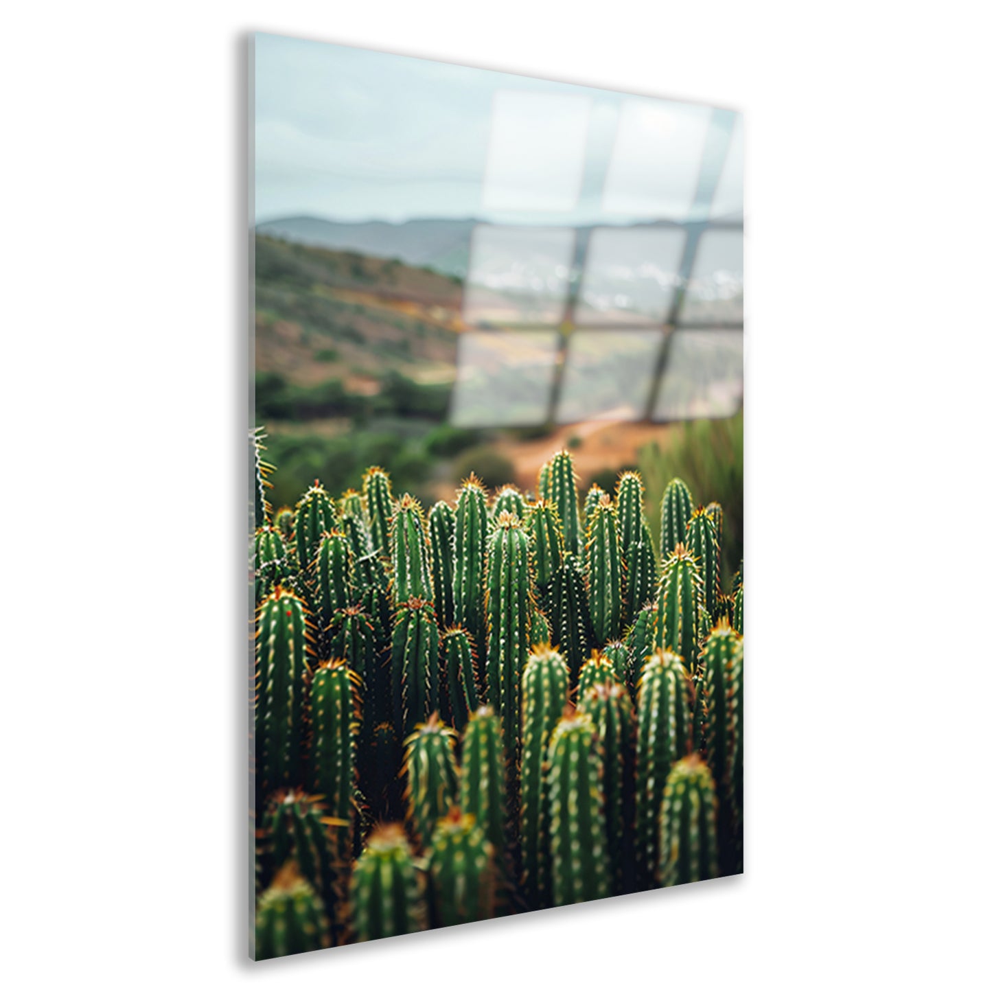 Cactussen in een berglandschap acrylglas