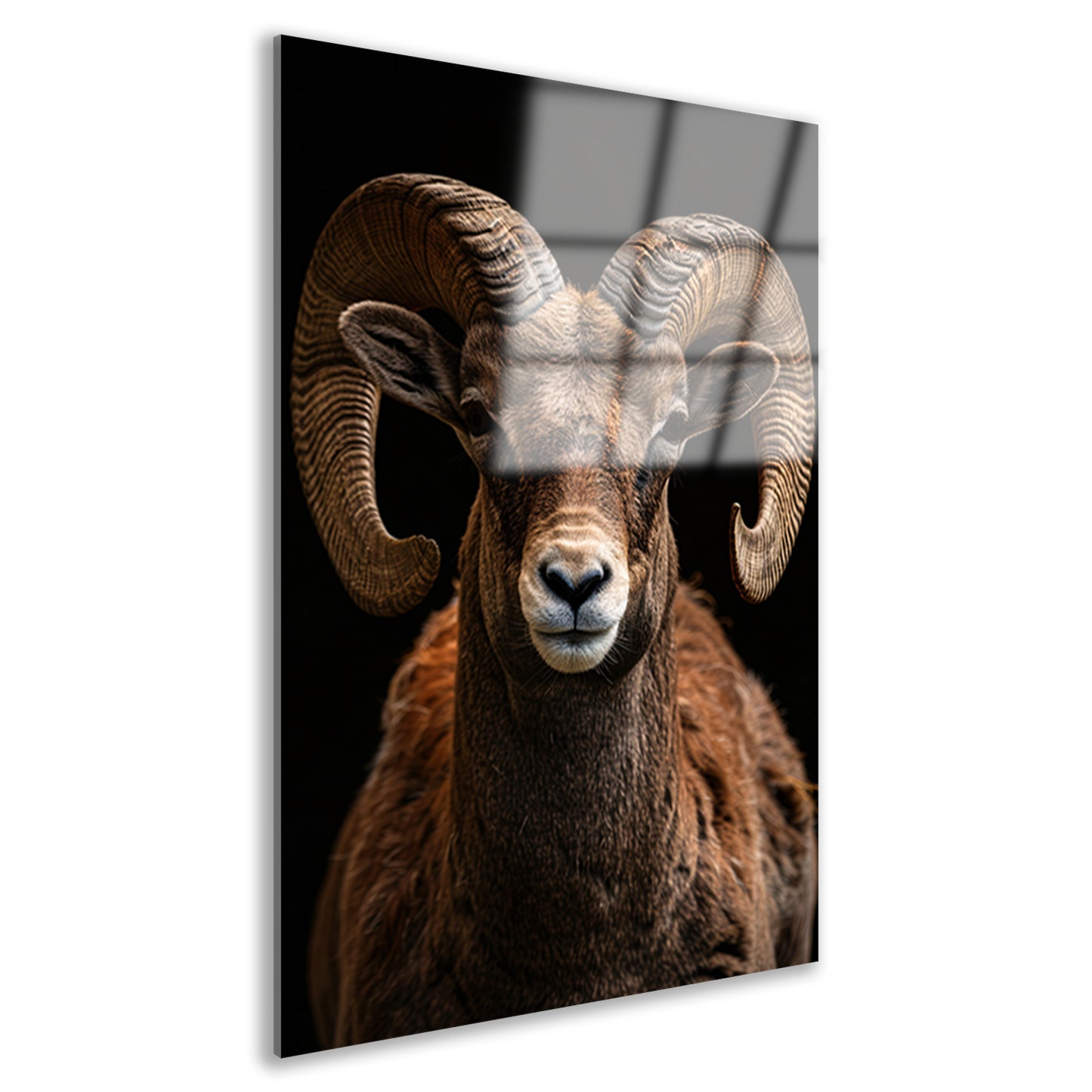 Indrukwekkende Ram met Elegante Krullende Hoorns acrylglas