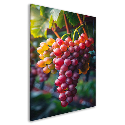 Rijpe druiven aan de wijnstok in de zon canvas