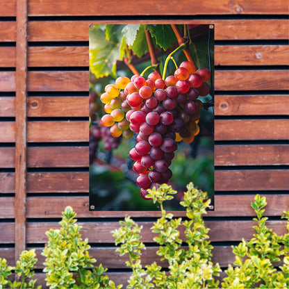 Rijpe druiven aan de wijnstok in de zon tuinposter