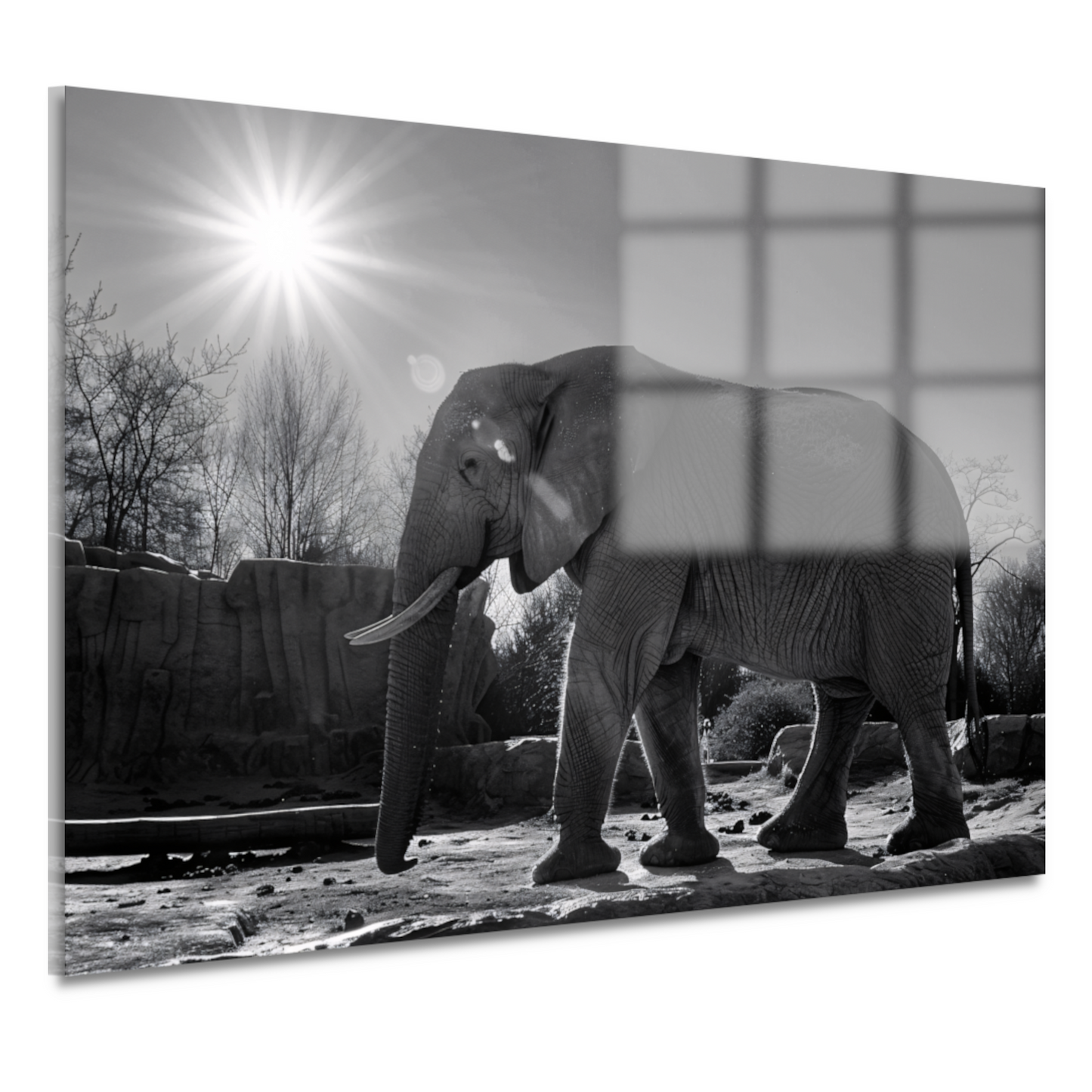 Olifant in Afrikaans landschap acrylglas