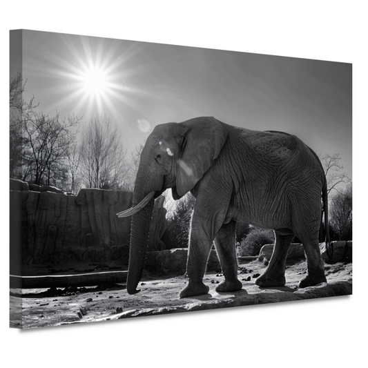 Olifant in Afrikaans landschap canvas