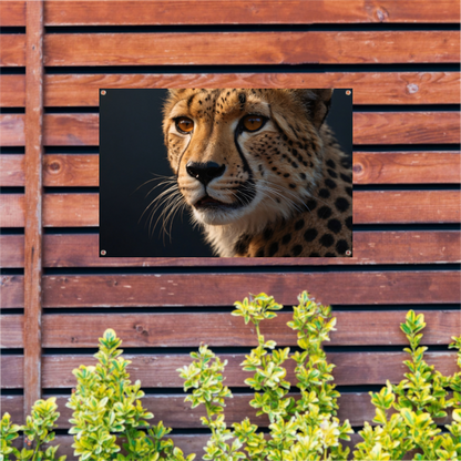Intense blik van een rustende cheeta tuinposter