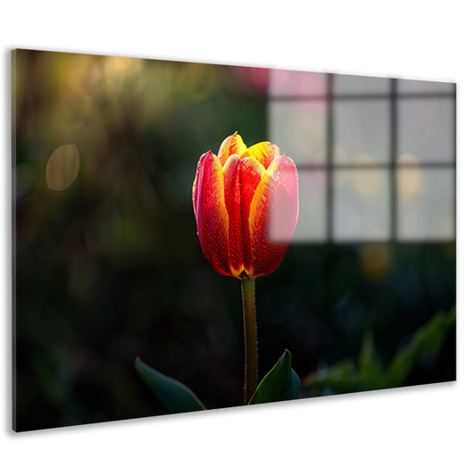 Close-up van tulp met dauwdruppels acrylglas