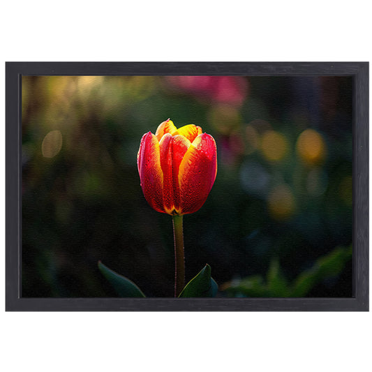 Close-up van tulp met dauwdruppels canvas met baklijst