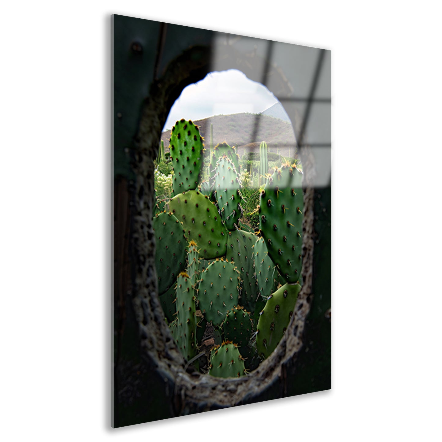 Cactussen door Houten Gat acrylglas