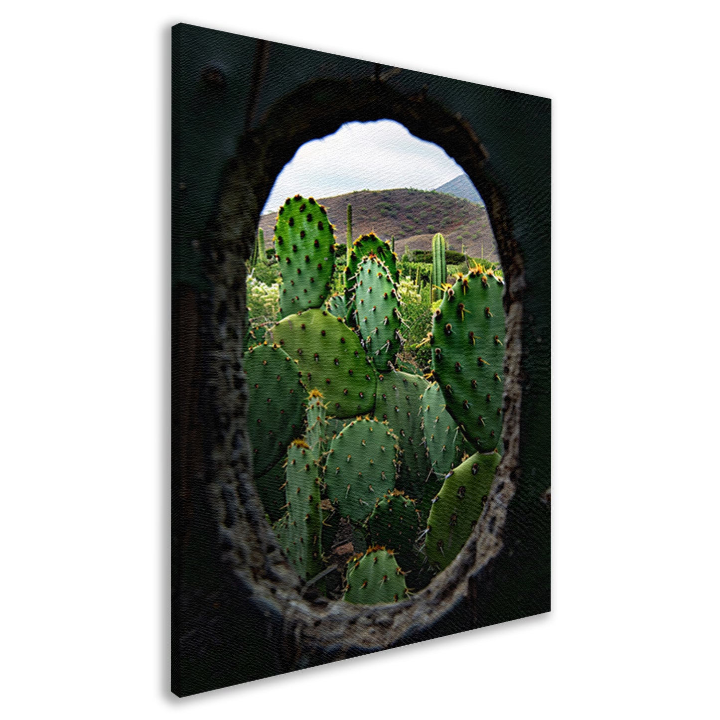 Cactussen door Houten Gat canvas