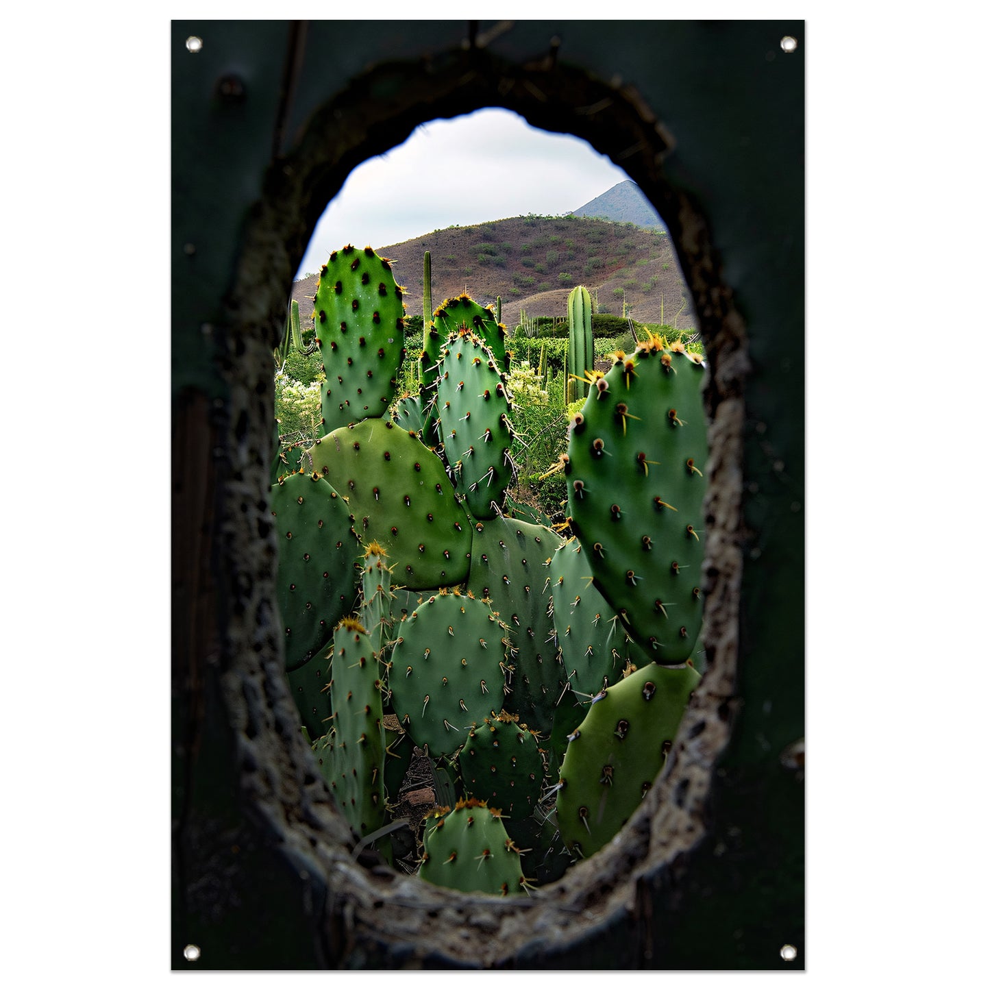 Cactussen door Houten Gat tuinposter