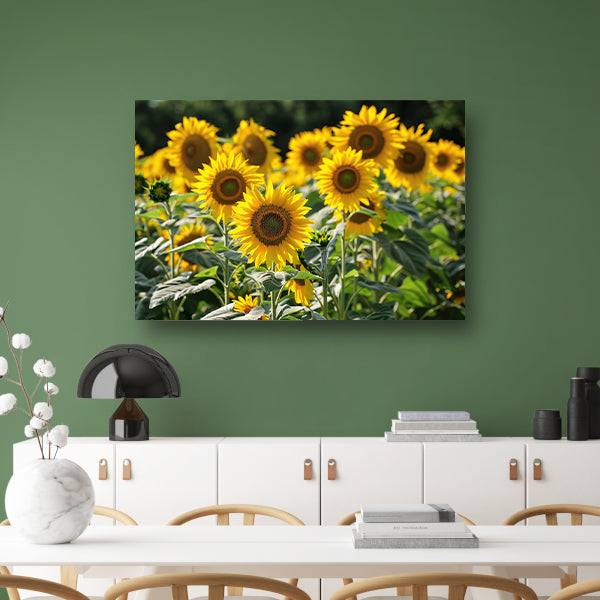 Veld met stralende zonnebloemen in de zon   poster