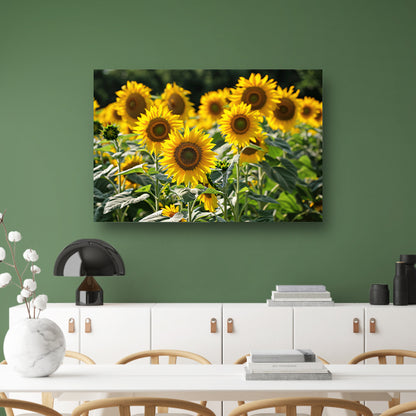 Veld met stralende zonnebloemen in de zon   acrylglas