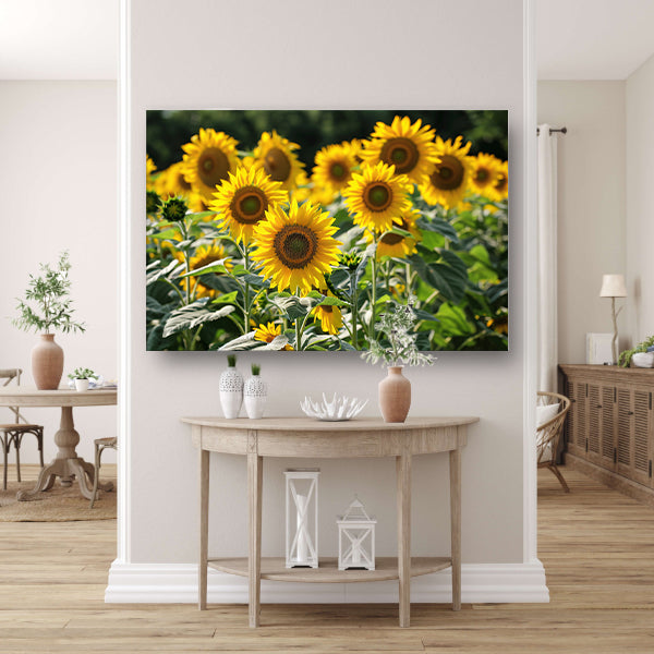Veld met stralende zonnebloemen in de zon   poster