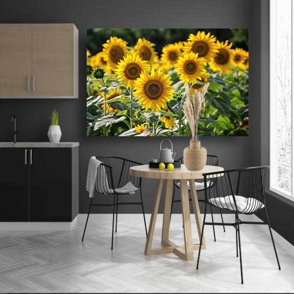 Veld met stralende zonnebloemen in de zon   poster