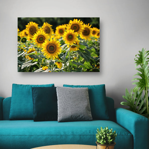Veld met stralende zonnebloemen in de zon   poster