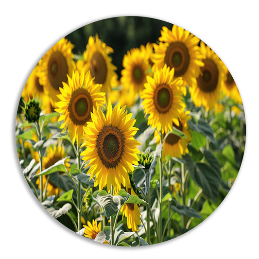 Veld met stralende zonnebloemen in de zon   forex muurcirkel