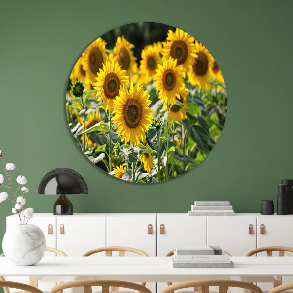 Veld met stralende zonnebloemen in de zon   forex muurcirkel