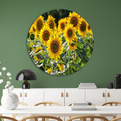 Veld met stralende zonnebloemen in de zon   forex muurcirkel