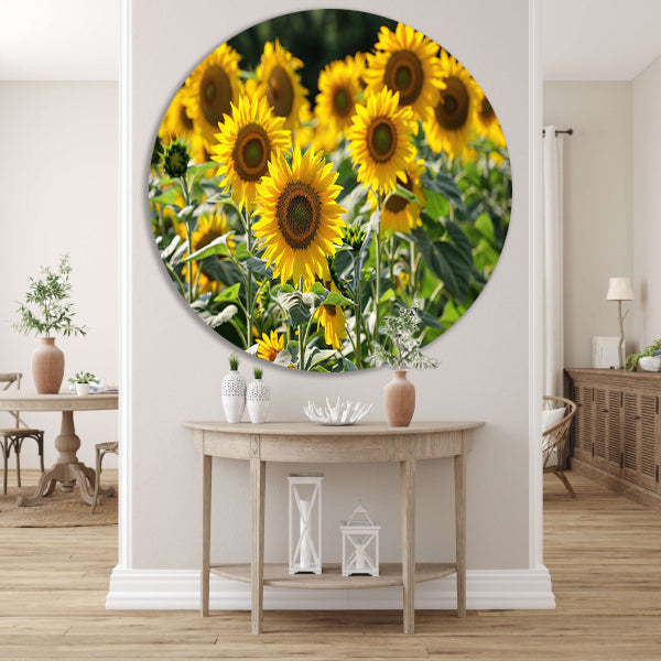 Veld met stralende zonnebloemen in de zon   forex muurcirkel
