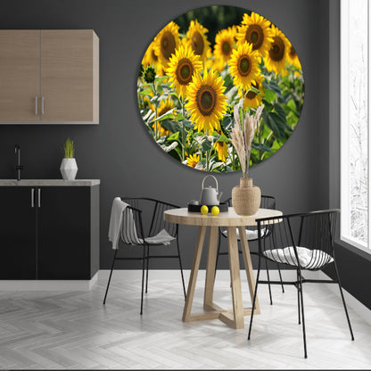 Veld met stralende zonnebloemen in de zon   aluminium muurcirkel