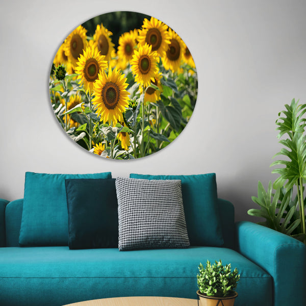 Veld met stralende zonnebloemen in de zon   forex muurcirkel